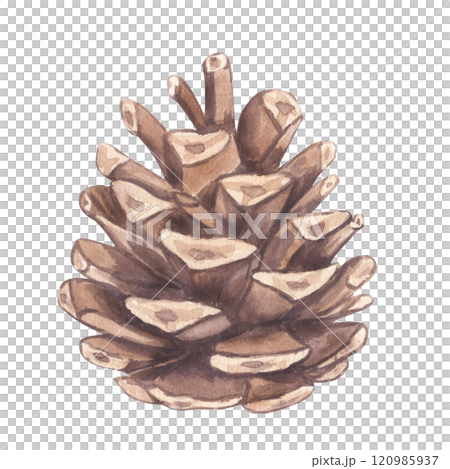 Pine spruce fir cone, seeds evergreen coniferous tree. Botanical watercolour illustration. Hand draw clipart isolated background. For Christmas decoration, printing postcard, New Year holiday 120985937