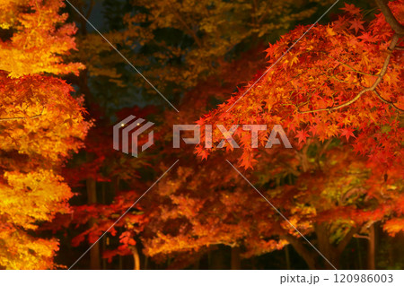 ライトアップされた美しい紅葉　  自然風景（2024年12月） 120986003