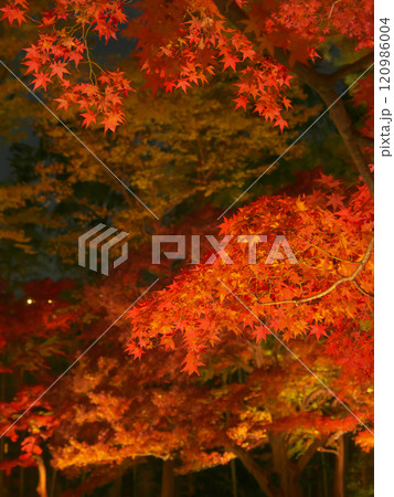 ライトアップされた美しい紅葉　  自然風景（2024年12月） 120986004