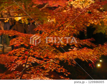 ライトアップされた美しい紅葉　  自然風景（2024年12月） 120986005
