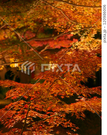 ライトアップされた美しい紅葉　  自然風景（2024年12月） 120986006
