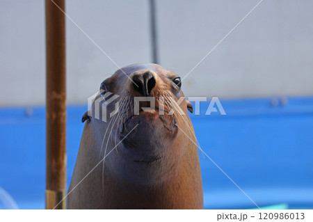 アシカのショー アシカのショー 120986013