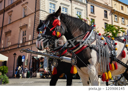 Horses with carriage for tourists in Krakow, Poland Horses with carriage for tourists in Krakow, Poland 120986145