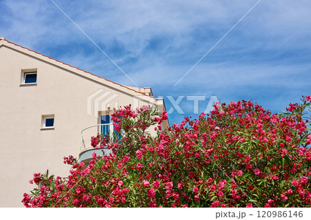 Mediterranean house with blooming oleander tree Mediterranean house with blooming oleander tree 120986146