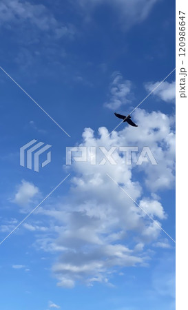 青空を飛ぶ鳥　鷹　鳶 120986647