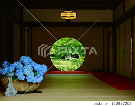 鎌倉　明月院　アジサイ 120987002