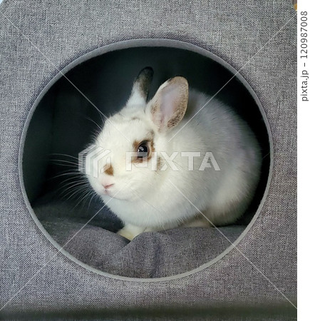 ペットハウスに入ってくつろぐかわいい白うさぎ 120987008