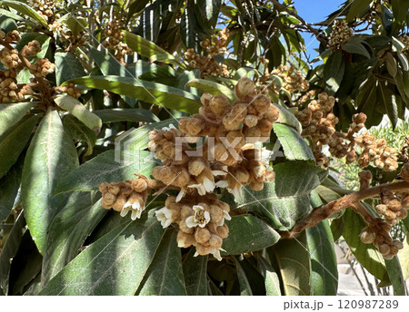Flowering of the evergreen loquat tree (lat.- Rhaphiolepis bibas) Flowering of the evergreen loquat tree (lat.- Rhaphiolepis bibas) 120987289