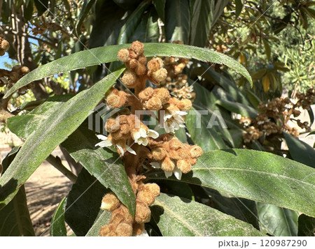 Flowering of the evergreen loquat tree (lat.- Rhaphiolepis bibas) Flowering of the evergreen loquat tree (lat.- Rhaphiolepis bibas) 120987290