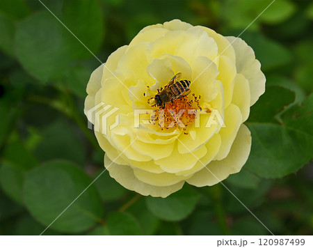 Big striped bumblebee on a blossoming yellow rose in garden . Big striped bumblebee on a blossoming yellow rose in garden . 120987499