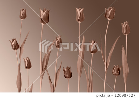 Spring flower tulips. Demonstrating the colors of 2025 - Mocha Mousse. 120987527