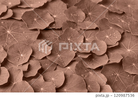Abstract background of nasturtium leaves. Mockup for your text and sentences. Demonstrating the colors of 2025 - Mocha Mousse. Banner, copy space 120987536