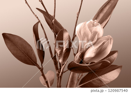 Stylish spring bouquet with branches and leaves of magnolia and amaryllis. Demonstrating the colors of 2025 - Mocha Mousse. 120987540