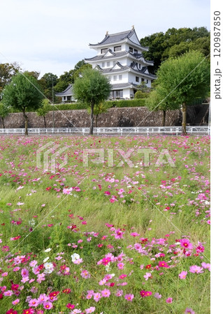 旭城とコスモス畑(尾張旭市 愛知県) 旭城とコスモス畑(尾張旭市 愛知県) 120987850