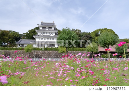 旭城とコスモス畑（尾張旭市 愛知県） 120987851