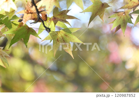 色鮮やかに紅葉する木(アメリカフウ、 モミジバフウ) 色鮮やかに紅葉する木(アメリカフウ、 モミジバフウ) 120987852