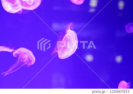 クラゲ 水族館 クラゲ 水族館 120987855