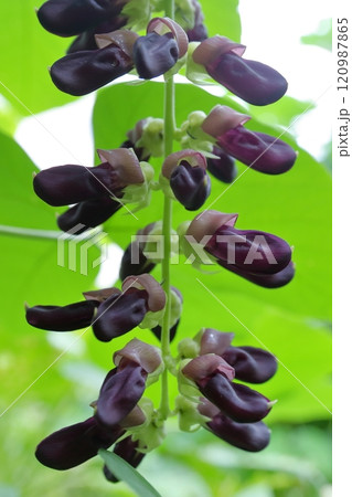 ムクナ豆の花 ムクナ豆の花 120987865