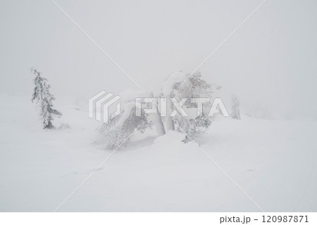 Foggy forest in winter, minimalistic view. 120987871