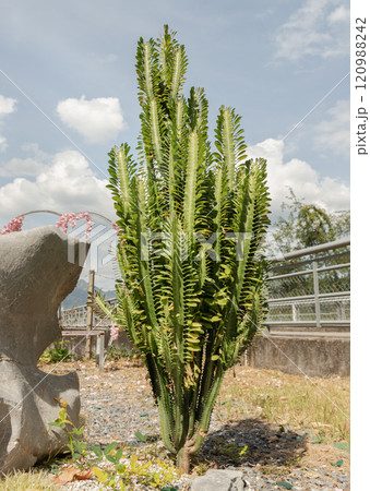 Stunning of African milk tree or Euphorbia trigona with sky background. Stunning of African milk tree or Euphorbia trigona with sky background. 120988242