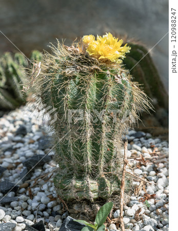 Notocactus Warasii or Parodia Warasii with blooming yellow flowers. 120988247