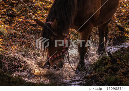 Playful Horse Enjoying a Splash in an Autumn Stream 120988544