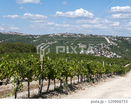 Rows of vineyards in early spring in Kuban 120988733