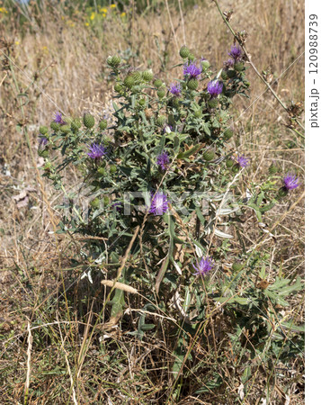 Flower burdock arctium used for the treatment of health 120988739