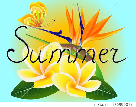Summer banner with frangipani (Plumeria) with a paradise flower and a butterfly. 120990015