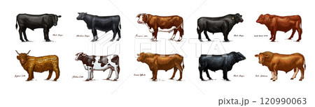 A Group Of Cows Standing Next To Each Other On A White Background. Farm cattle bulls. Different A Group Of Cows Standing Next To Each Other On A White Background. Farm cattle bulls. Different 120990063
