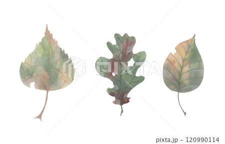 Autumn set. Dried leaves. Muted colors and colored pencil texture. Watercolor hand painted illustration. Forest design objects for printing on wrapping paper, notebooks, cards Autumn set. Dried leaves. Muted colors and colored pencil texture. Watercolor hand painted illustration. Forest design objects for printing on wrapping paper, notebooks, cards 120990114