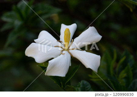 Gardenia Jasminoides flower blooming in the garden with green leaves. Commonly known as Gardenia and Cape Jasmine, is an evergreen flowering plant in the coffee family Rubiaceae. White flower 120990830