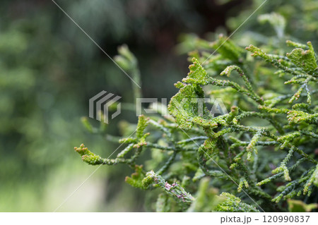 Green Thuja in garden close-up Green Thuja in garden close-up 120990837