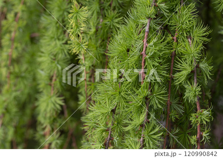 Larch twigs with small needles. Larch in close-up. Fresh green needles on the tree. Green background of larch branches. Larch twigs with small needles. Larch in close-up. Fresh green needles on the tree. Green background of larch branches. 120990842