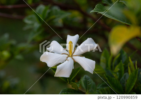 Gardenia Jasminoides flower blooming in the garden with green leaves. Commonly known as Gardenia and Cape Jasmine, is an evergreen flowering plant in the coffee family Rubiaceae. White flower Gardenia Jasminoides flower blooming in the garden with green leaves. Commonly known as Gardenia and Cape Jasmine, is an evergreen flowering plant in the coffee family Rubiaceae. White flower 120990859