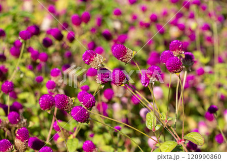 Close up of Gomphrena globosa in shallow focus, commonly known as globe amaranth is an edible flower to relieve prostate and reproductive problems. Close up of Gomphrena globosa in shallow focus, commonly known as globe amaranth is an edible flower to relieve prostate and reproductive problems. 120990860