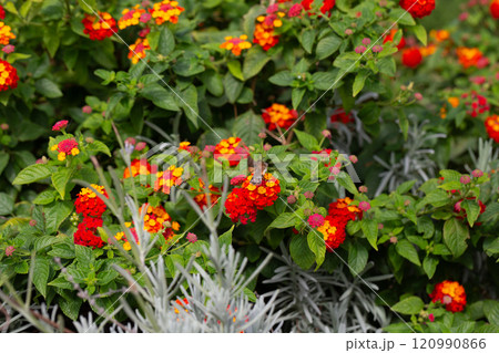 The hummingbird hawk-moth is a butterfly from the hawk moth family (Sphingidae). The hummingbird hawk-moth (Latin Macroglossum stellatarum) collects nectar from flowers. Autumn, October 2024. 120990866