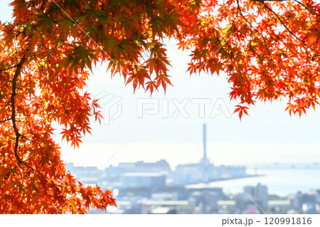 神戸の高台、保久良山から神戸市街地と大阪湾をのぞむ 120991816