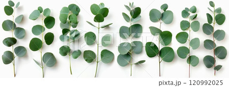 Fresh eucalyptus leaves set isolated, eucalyptus twigs, leaf, branches collection, decorative foliage 120992025
