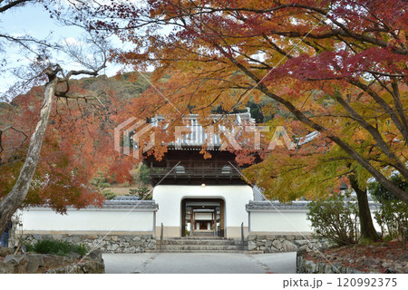 佛德山興聖寺　山門と秋のモミジ(京都府宇治市) 120992375