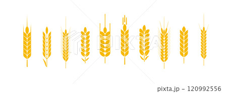 Wheat and rye logo ears. Barley rice grains and elements for beer or organic agricultural food. Vector Wheat and rye logo ears. Barley rice grains and elements for beer or organic agricultural food. Vector 120992556