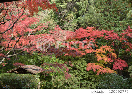 妙心寺塔頭 秋の桂春院 思惟の庭(京都市右京区) 妙心寺塔頭 秋の桂春院 思惟の庭(京都市右京区) 120992773