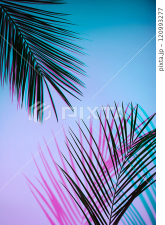Tropical palm leaves with neon gradient background 120993277