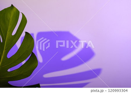 Green monstera leaf on purple background 120993304
