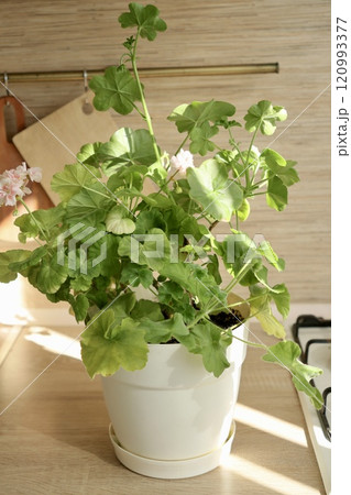 green geranium plant bush in large light pot 120993377