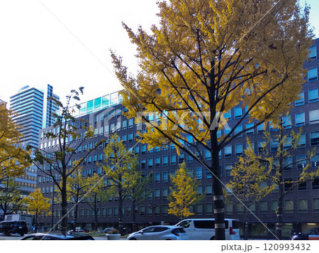 都市景観本町駅付近の紅葉したイチョウの木々とビル街の風景 120993432