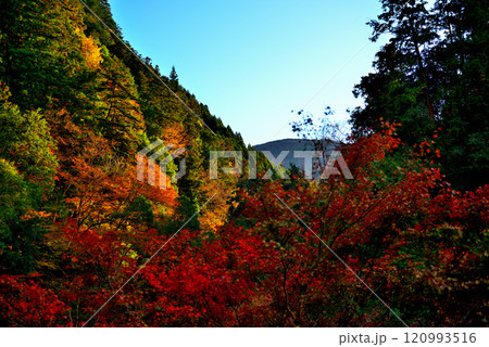 初秋 奥多摩の氷川渓谷 吊り橋 登計橋からの紅葉 初秋 奥多摩の氷川渓谷 吊り橋 登計橋からの紅葉 120993516