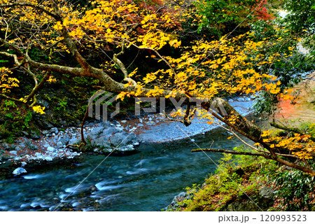 初秋 奥多摩の氷川渓谷 吊り橋 登計橋からの紅葉 初秋 奥多摩の氷川渓谷 吊り橋 登計橋からの紅葉 120993523