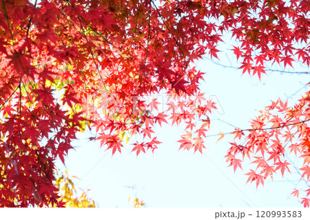 赤黄色に色づく木々 神戸市の高台,保久良神社で撮影 赤黄色に色づく木々 神戸市の高台,保久良神社で撮影 120993583