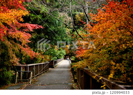 初秋 奥多摩の数馬峡谷 紅葉の風景 初秋 奥多摩の数馬峡谷 紅葉の風景 120994033